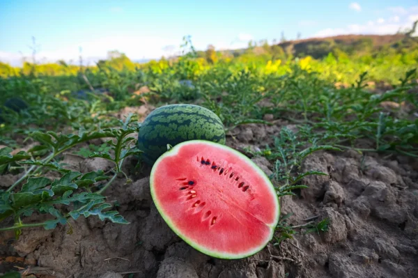 Water Melon