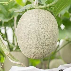 Cantaloupe