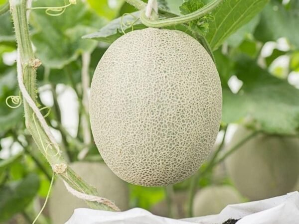 Cantaloupe