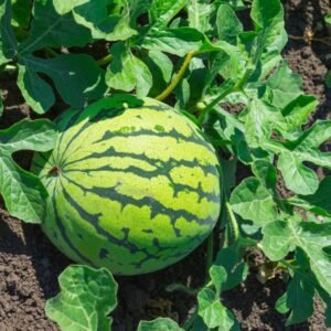 Water Melon