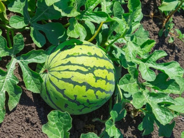Water Melon