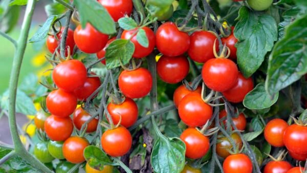 Tomato
